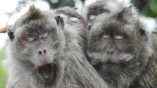 קופי מקוק (צילום:  נוגה שני)