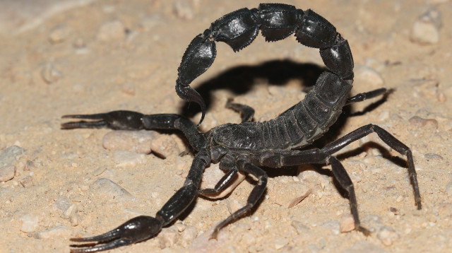 עקרב שחור (צילום: רשות הטבע והגנים)