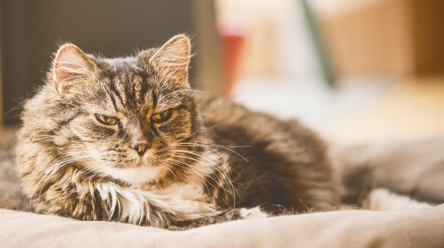 חתול, אילוסטרציה (צילום: אינג'אימג')