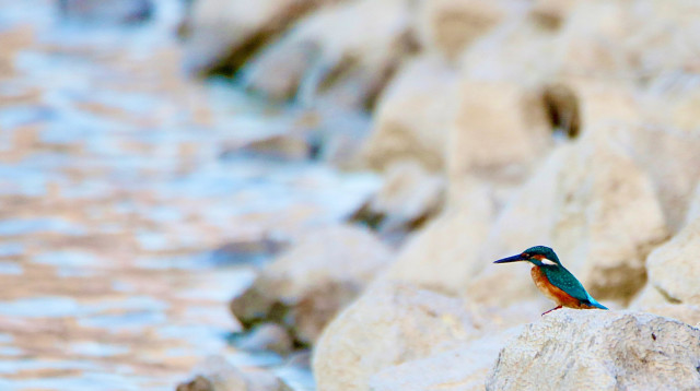 גיא שרי (צילום: גיא שרי)