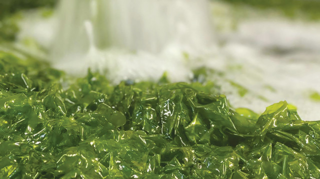 כנס תת ימי (צילום: אביטל הראל)