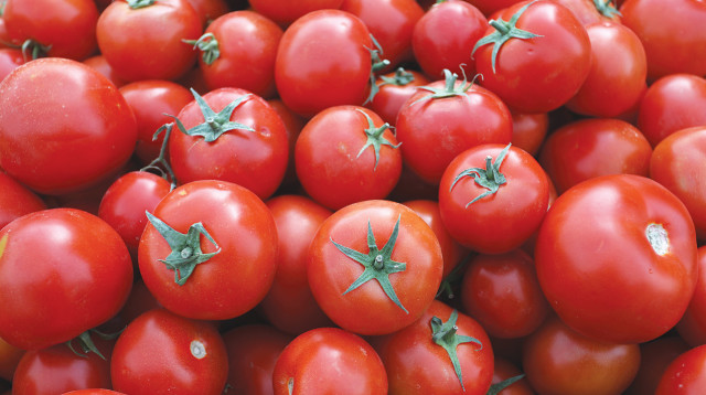 עגבניות  (צילום: עבד רחים חטיב, פלאש 90)