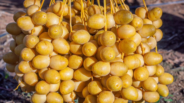 תמר צהוב (צילום: אינג'אימג')