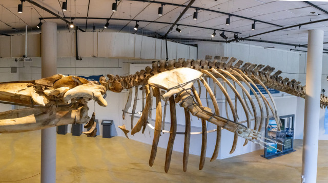 הלוייתן באקווריום ישראל  (צילום: טל שיבולי אקווריום ישראל)