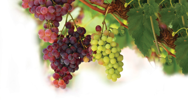 נכנסו לשוק ושינו את כללי המשחק. ענבי "טלי" (צילום: מנדי הכטמן)