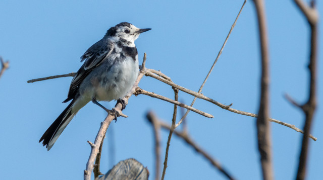 נחליאי לבן  (צילום: זיו זגורי רשות הטבע והגנים)
