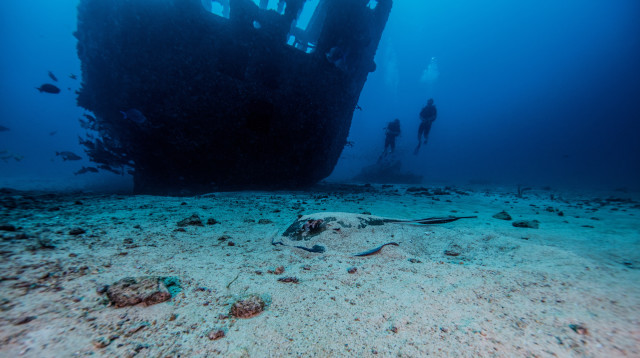 קרקעית ים, אילוסטרציה (צילום: אינג'אימג')