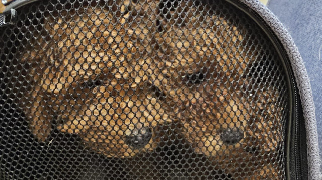 ניסיון הברחת כלבי פודל לארץ (צילום: רשות המסים בישראל,משרד החקלאות וביטחון המזון)