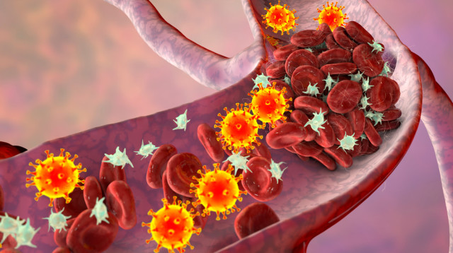 נגיף הקורונה. פגיעה בכלי הדם (צילום: שאטרסטוק)