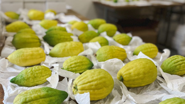 ארבעת המינים (צילום: יח"צ)