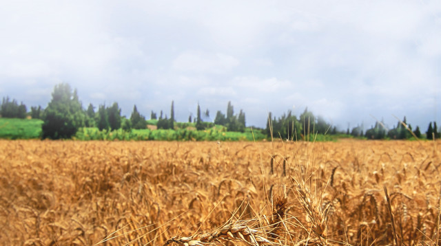 שדה חיטה בגבול ישראל-עזה (צילום: עדי ישראל, פלאש 90)