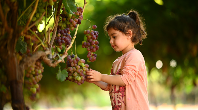 ענבי טלי (צילום: מנדי הכטמן, פלאש 90)
