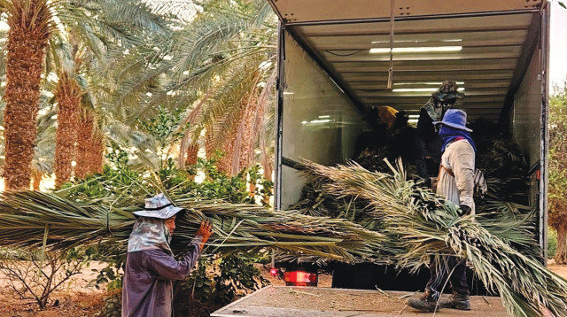 ערבה  (צילום: הילה אלבז)