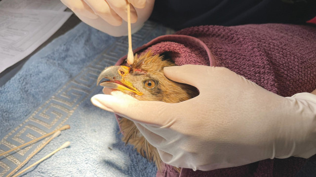 הצלת בעלי הכנף (צילום: נבו רינג ותומר צימנד, צוות מרכז האיקלום לחיות בר של קק"ל)