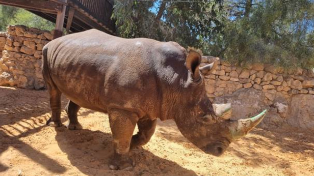 טופאק הקרנף (צילום: אריאל קדם, גן החיות התנ"כי)