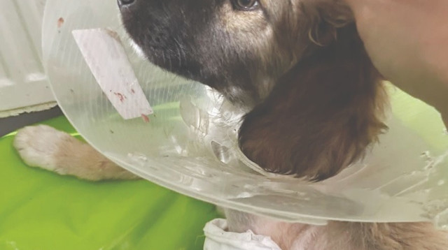 הכלבה לונה (צילום: פרטי)