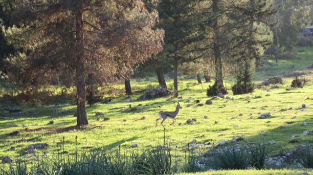 יער מיר (צילום: בתיה שוורץ)