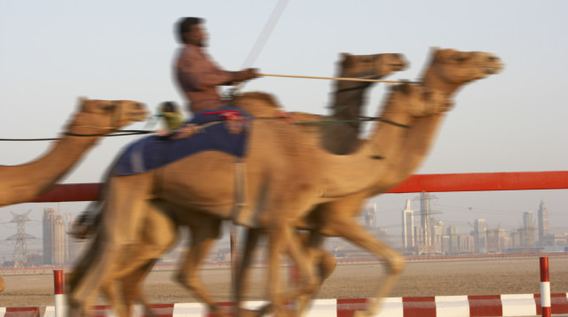 מירוץ גמלים (צילום: אינגאימג')