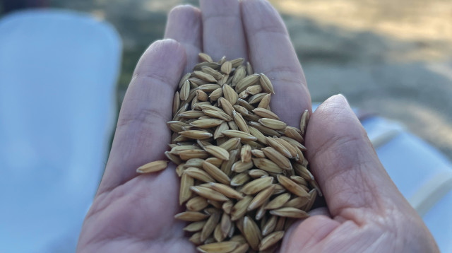 כך זה מתחיל  (צילום: ללא קרדיט)