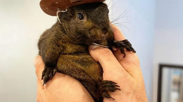 הסנאי בוטן שהורדם על ידי השיטור הסביבתי של ניו יורק (צילום:  צילום מתוך אינסטגרם)