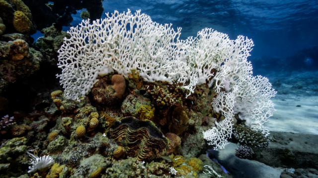 שמורת האלמוגים באילת (צילום: עמרי עומסי ואסף זבולוני, רשות הטבע והגנים)