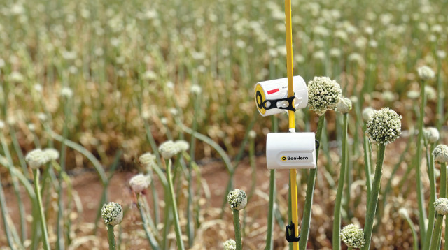האבקת דבורים (צילום: באדיבות BeeHero)