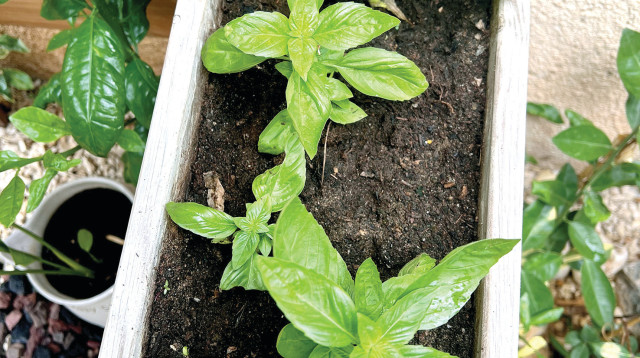 פרחי הבזיליקום שצמחו (צילום: פסקל פרץ-רובין)