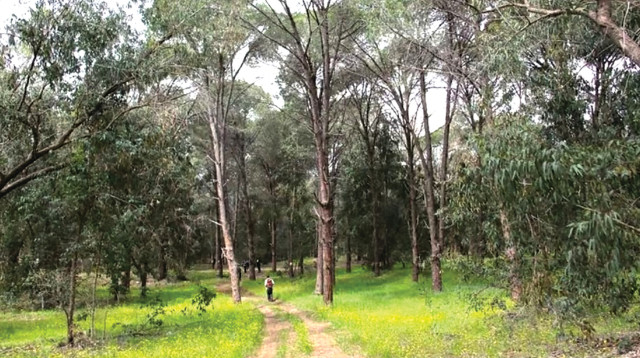 שביל השרון – יער קדימה (צילום: צרים בן דוב)