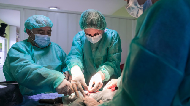 השתלת איברים, אילוסטרציה (צילום: אינגאימג')