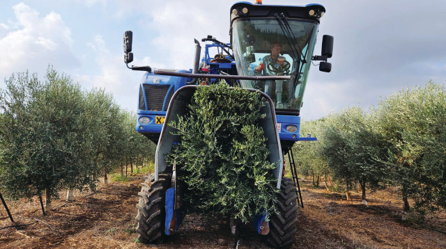 מסיק בכרמי גולן (צילום: שמן כרמי גולן )