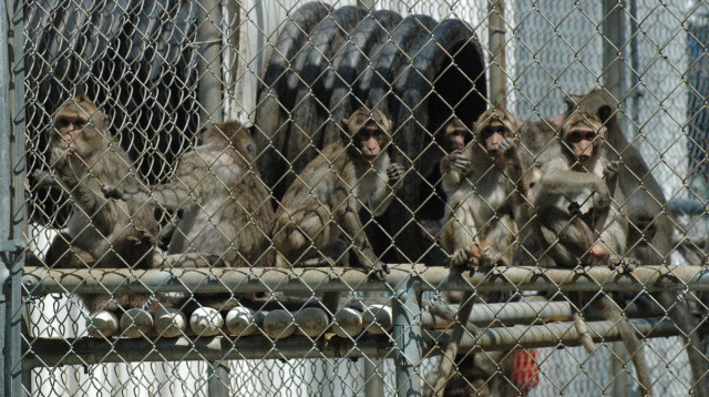 קופים במקום המחקר (צילום: רשתות חברתיות)