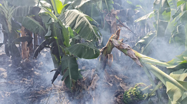 חקלאות תחת אש בצפון (צילום: אייל עובדיה)