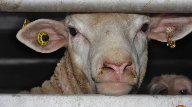 עז (צילום: ישראל נגד משלוחים חיים)