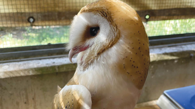 תנשמת (צילום: נבו רינג, מרכז האיקלום לחיות בר אגמון החולה, קקל)