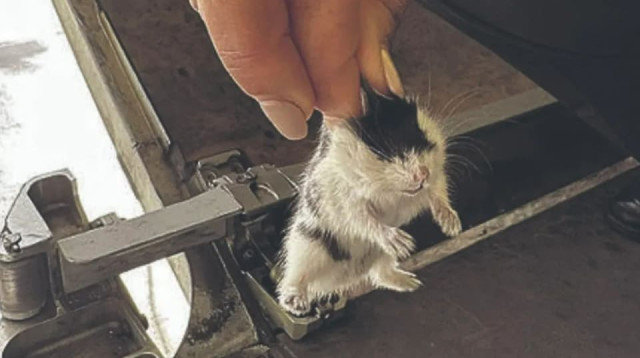 אחד מהאוגרים שברחו מהכלובים (צילום: CM Journal)