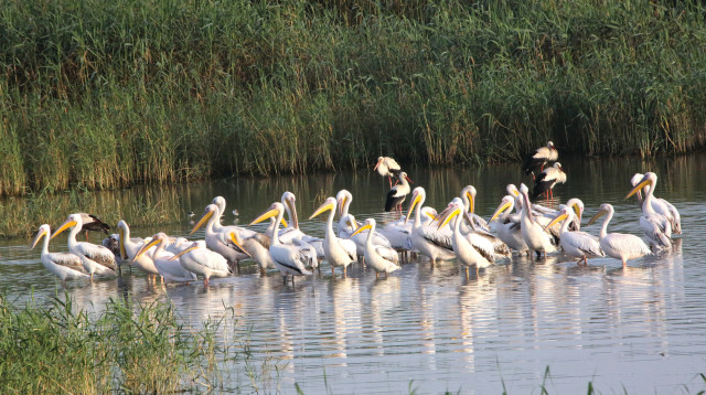ציפורים נודדות (צילום: גיא שרי)