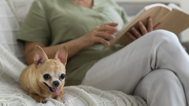 צ'יוואוואה (צילום: Freepik)