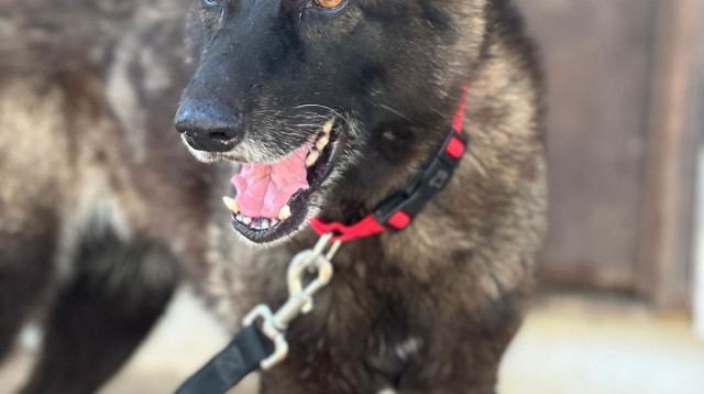 הכלבה אלה (צילום: רונית צינוביץ)