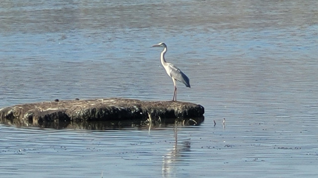 שמורת החולה (צילום: שרית פלאצ'י, רשות הטבע והגנים)