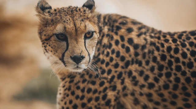 תקווה הצ'יטה. מדבריום פארק החיות ע"ש ג'ק גוזף ומורטון מנדל (צילום: נדב צור)