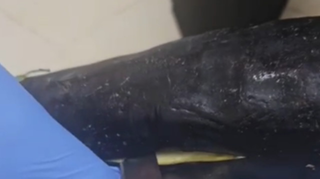 חציל שהוסלקה בו סכין יפני (צילום: דוברות שב"ס)