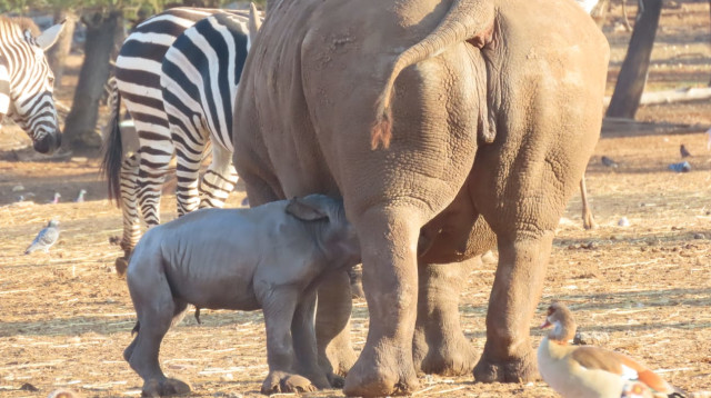 הקרנפה ריהאנה והגור החדש בספארי (צילום: באדיבות הספארי - שירה ענבר דנין)