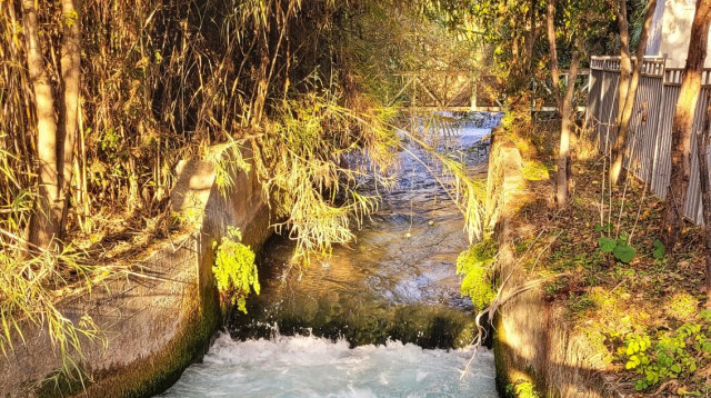 תל דן  (צילום: שרית פלצי מיארה רשות הטבע והגנים)