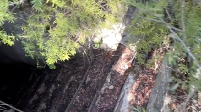 מנהרה תת קרקעית שהתגלתה מתחת ליער (צילום: מתוך טיקטוק)