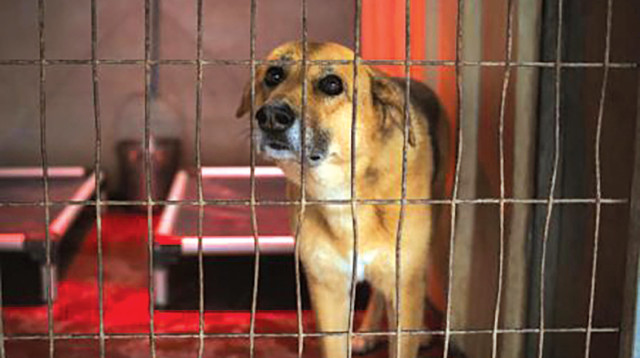 הדו"ח שחושף: בשנת 2023 הומתו אלפי כלבים בכלביות הרשותיות, ומאות נוספים בירי חי ובירי של חיצי רעל (צילום: באדיבות "תנו לחיות לחיות")
