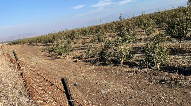 מטע שהושחת בצפון (צילום: שימוש לפי סעיף 27 א')