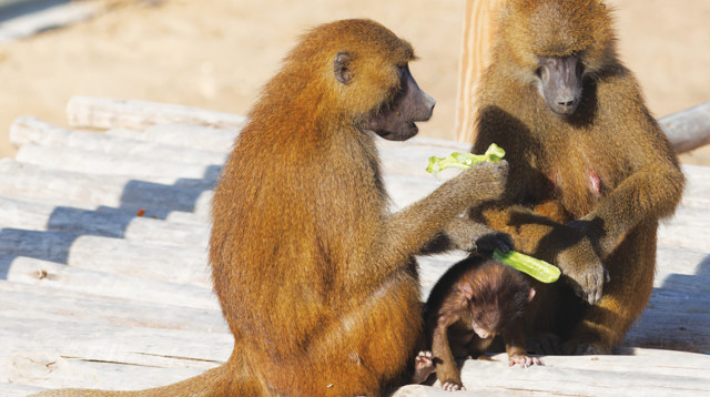 בבונים במדבריום פארק החיות (צילום: דיאגו מיטלברג)