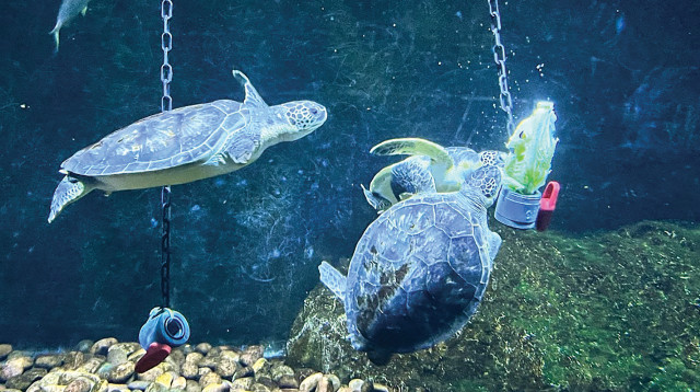 צבי ים באקווריום ישראל (צילום: מאיה ז'רמן)