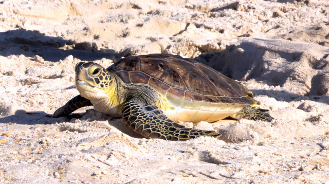 צב ים ירוק (צילום: ניר רויבסקי, חברת החשמל)