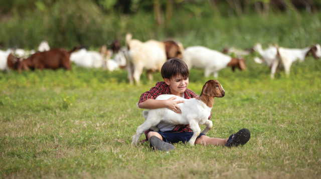 ילד מלטף עז (צילום: אינגאימג')